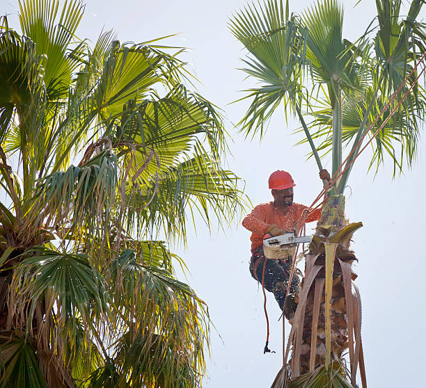 Gloucester Courthouse, VA Tree Service Company